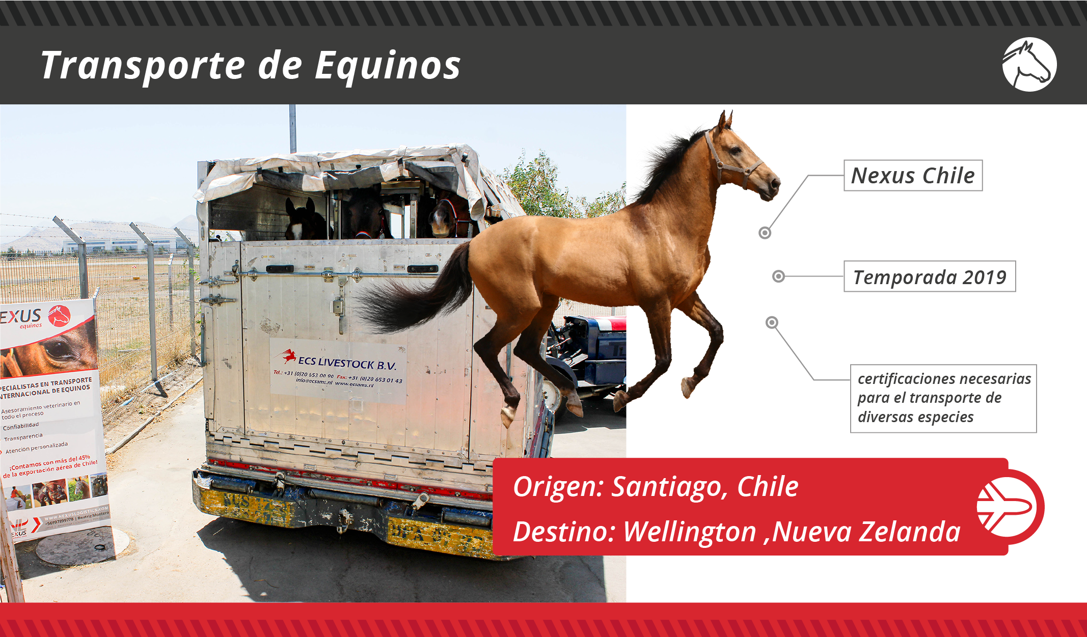 fichas embarques Animales Vivos-03