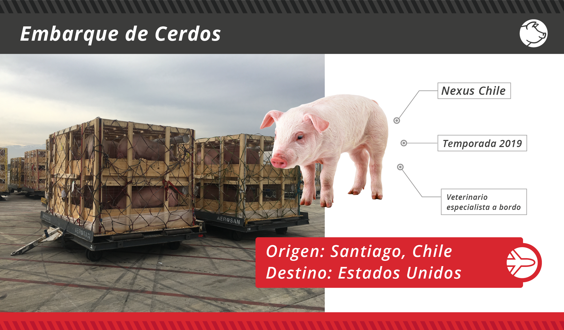 fichas embarques Animales Vivos_Mesa de trabajo 1